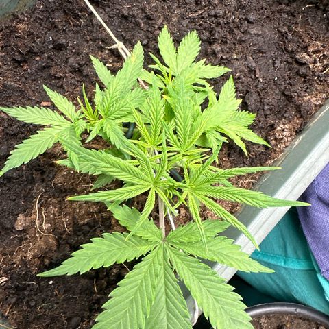 Strawberry Banana Auto growlog timeline photo