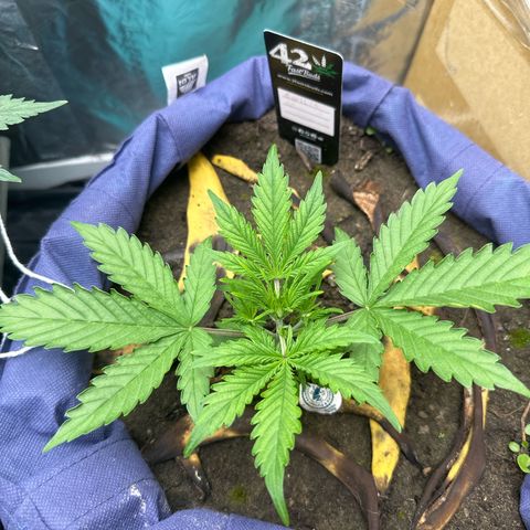 Gorilla Cookies Auto growlog photo: test weed growing 😵👌🏻