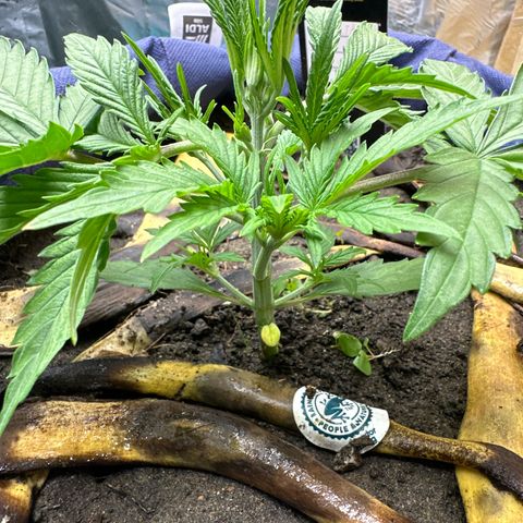 Gorilla Cookies Auto growlog timeline photo