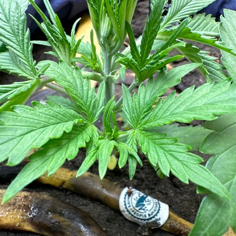 Gorilla Cookies Auto growlog timeline photo