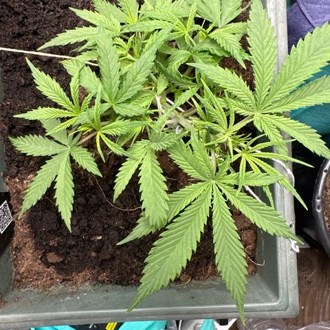 Strawberry Banana Auto growlog timeline photo