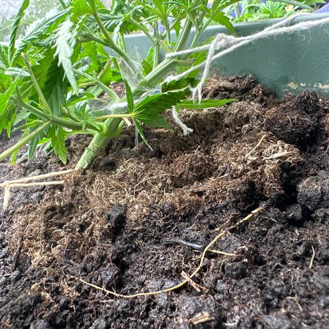 Strawberry Banana Auto growlog timeline photo