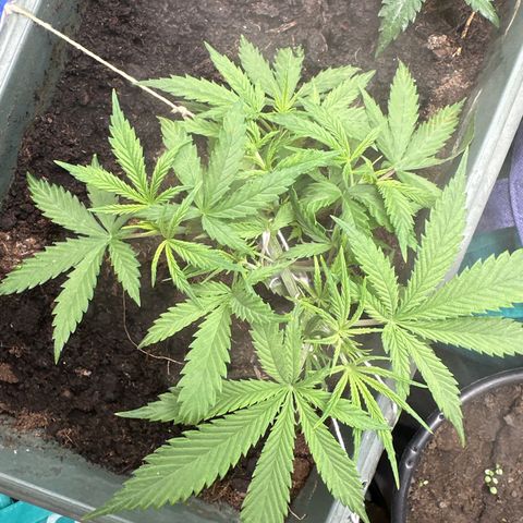 Strawberry Banana Auto growlog timeline photo