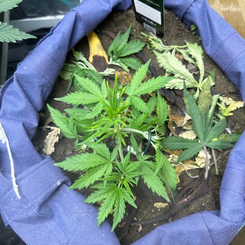 Gorilla Cookies Auto growlog timeline photo