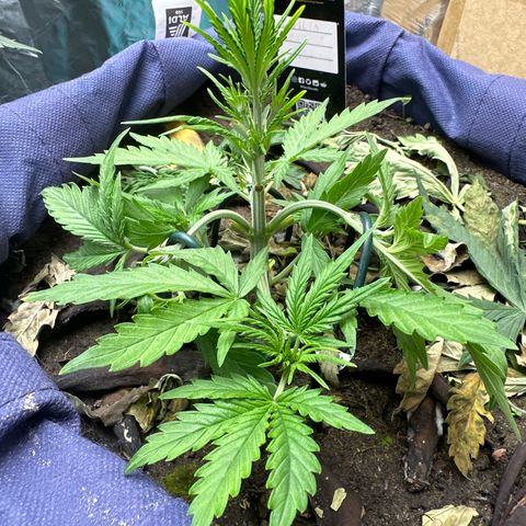 Gorilla Cookies Auto growlog timeline photo