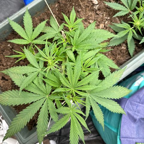Strawberry Banana Auto growlog timeline photo