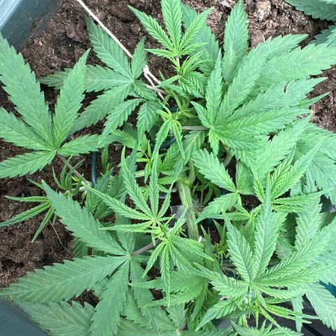 Strawberry Banana Auto growlog timeline photo
