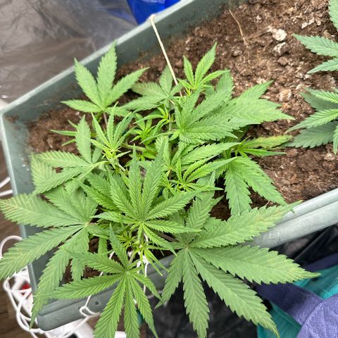 Strawberry Banana Auto growlog timeline photo