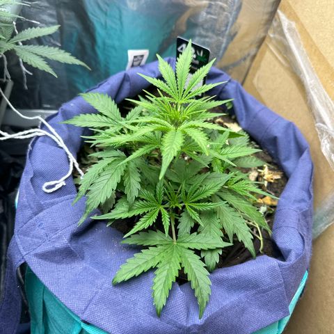 Gorilla Cookies Auto growlog timeline photo