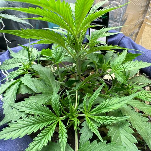 Gorilla Cookies Auto growlog timeline photo