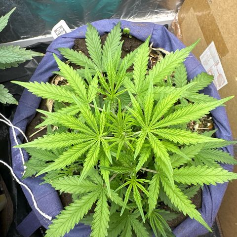 Gorilla Cookies Auto growlog timeline photo