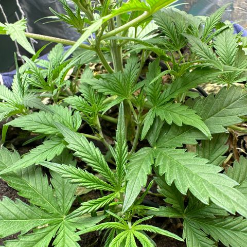 Gorilla Cookies Auto growlog timeline photo