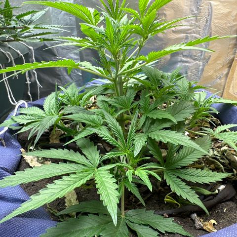 Gorilla Cookies Auto growlog timeline photo