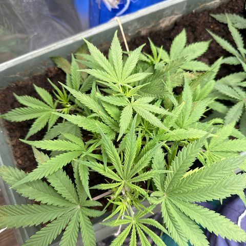 Strawberry Banana Auto growlog timeline photo