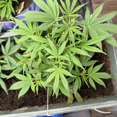 Strawberry Banana Auto growlog timeline photo