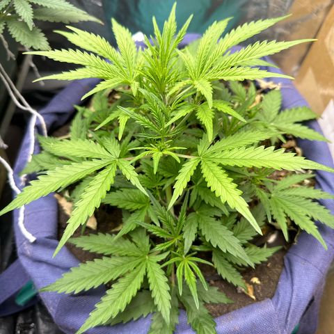 Gorilla Cookies Auto growlog timeline photo
