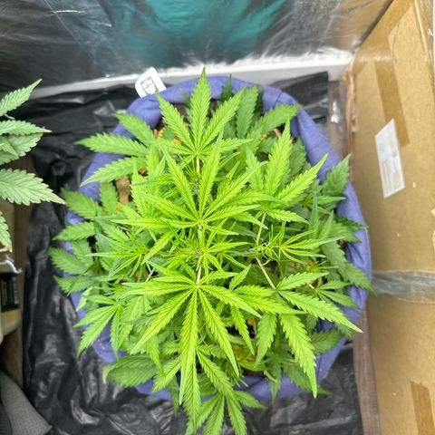 Gorilla Cookies Auto growlog timeline photo