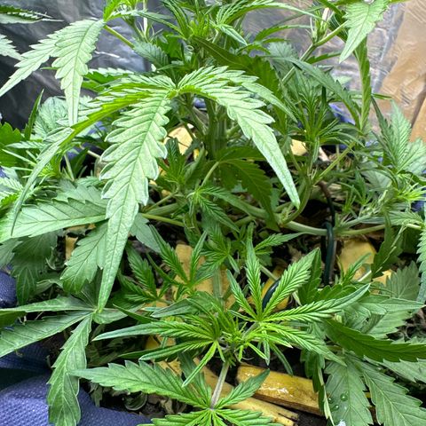 Gorilla Cookies Auto growlog timeline photo