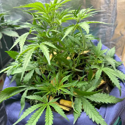 Gorilla Cookies Auto growlog timeline photo