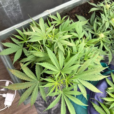 Strawberry Banana Auto growlog timeline photo