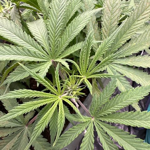 Strawberry Banana Auto growlog timeline photo