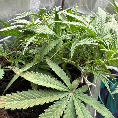 Strawberry Banana Auto growlog timeline photo