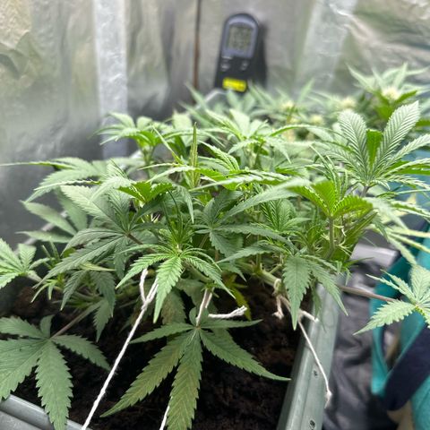 Strawberry Banana Auto growlog timeline photo