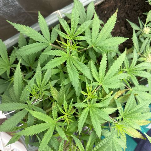 Strawberry Banana Auto growlog timeline photo