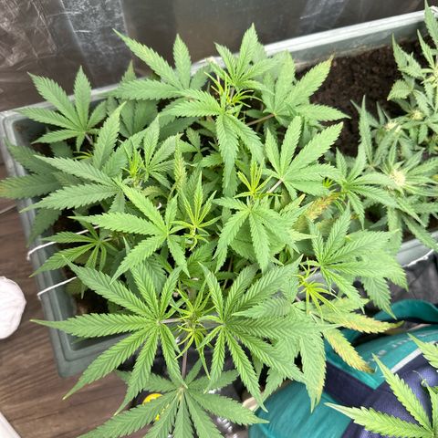 Strawberry Banana Auto growlog timeline photo