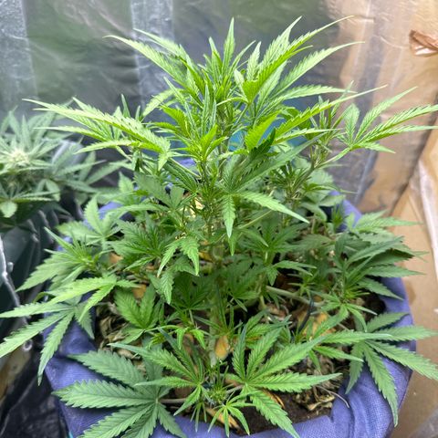 Gorilla Cookies Auto growlog timeline photo
