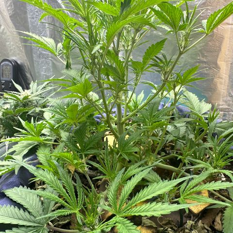 Gorilla Cookies Auto growlog timeline photo