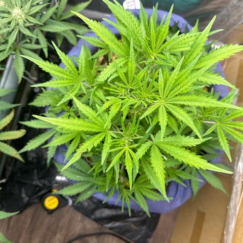 Gorilla Cookies Auto growlog timeline photo