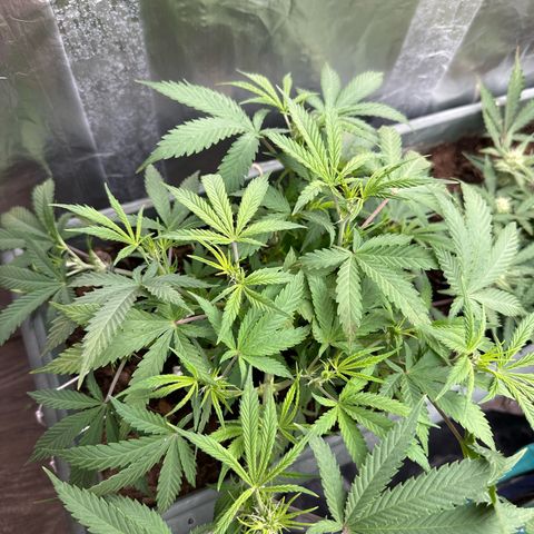 Strawberry Banana Auto growlog timeline photo
