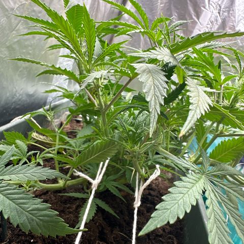 Strawberry Banana Auto growlog timeline photo