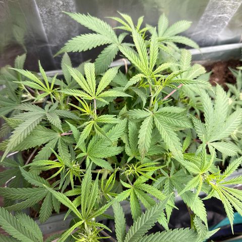 Strawberry Banana Auto growlog timeline photo
