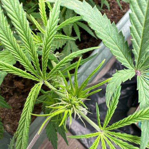 Strawberry Banana Auto growlog timeline photo