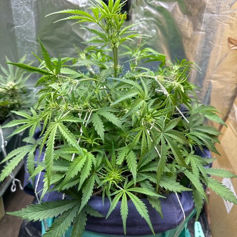 Gorilla Cookies Auto growlog timeline photo