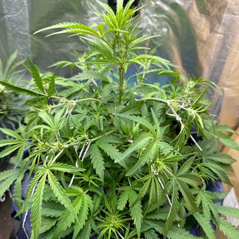 Gorilla Cookies Auto growlog timeline photo