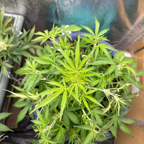 Gorilla Cookies Auto growlog timeline photo