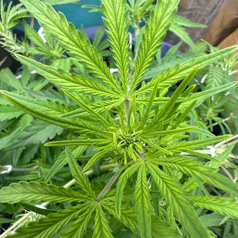 Gorilla Cookies Auto growlog timeline photo
