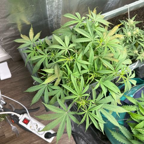Strawberry Banana Auto growlog timeline photo