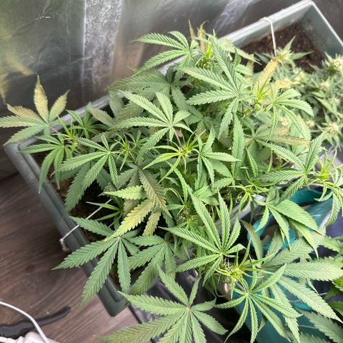 Strawberry Banana Auto growlog timeline photo