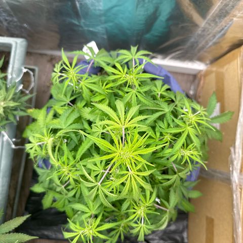 Gorilla Cookies Auto growlog timeline photo