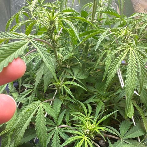 Gorilla Cookies Auto growlog timeline photo