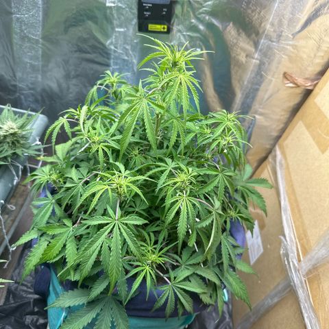 Gorilla Cookies Auto growlog timeline photo