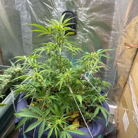 Gorilla Cookies Auto growlog timeline photo