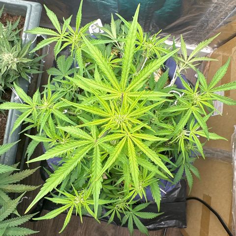 Gorilla Cookies Auto growlog timeline photo