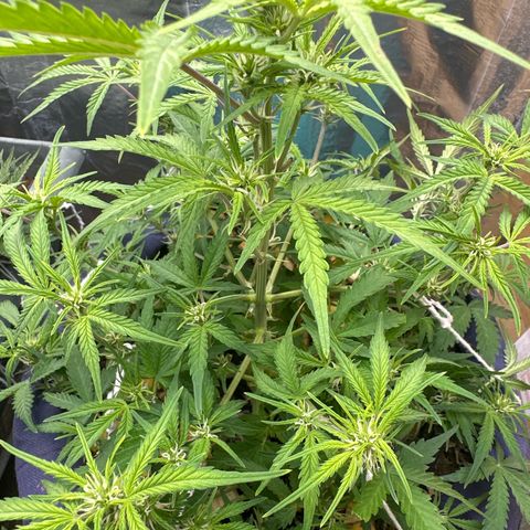 Gorilla Cookies Auto growlog timeline photo