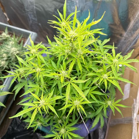 Gorilla Cookies Auto growlog timeline photo