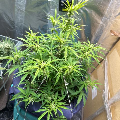 Gorilla Cookies Auto growlog timeline photo